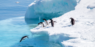 Looking for the coolest trip? Don’t go past Tasmania to Antarctica! Penguins diving off an ice sheet in Antarctica; there's now ways to get from Tasmania to Antarctica so you can see these little guys for yourself