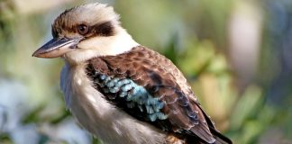 A Tasmanian Kookaburra sits on the old car window Side profile of a kookaburra on a tree