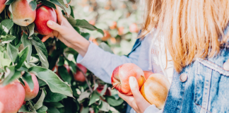 Your complete guide to picking your own apples in Tasmania