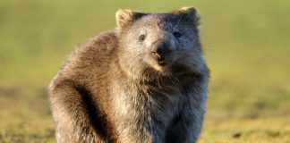 The four best places to see wombats in Tasmania